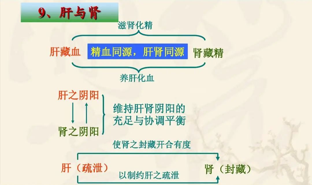头晕耳鸣眼睛干涩模糊1味中药阴阳双补肝肾同治