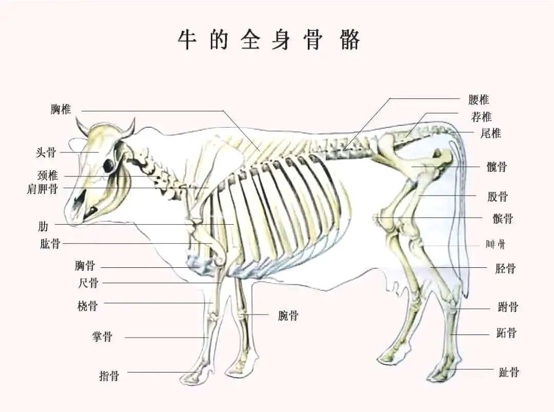 动物解剖学基础